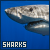 sharks